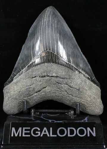 Serrated Megalodon Tooth #21866